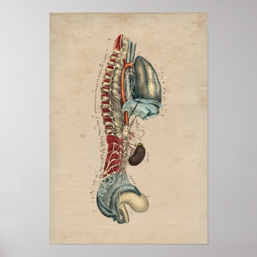Humaan zenuwstelsel Anatomie 1841 Afdruk Poster (Voorkant)