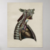 Humaan zenuwstelsel Anatomie  afdrukken Poster (Voorkant)