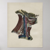 Humaan zenuwstelsel Anatomie afdrukken Poster (Voorkant)