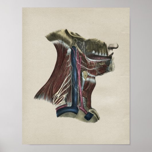 Humaan zenuwstelsel Anatomie  afdrukken Poster (Voorkant)