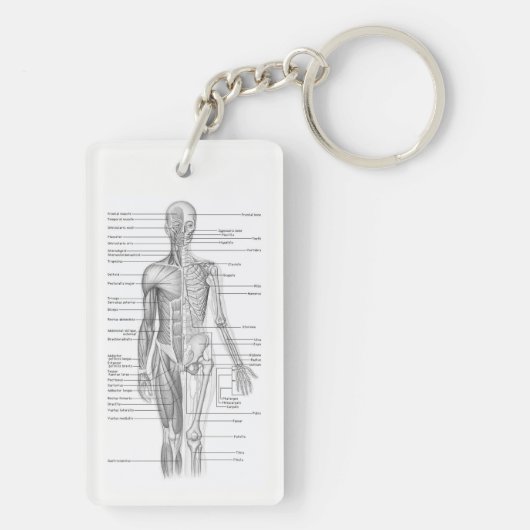 Human Anatomy AP101 Educational Diagram Sleutelhan Sleutelhanger (achterkant)