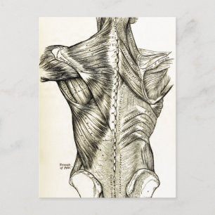 Human Anatomy  Art Back Muscles (1890) Briefkaart