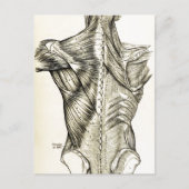 Human Anatomy Art Back Muscles (1890) Briefkaart (Voorkant)