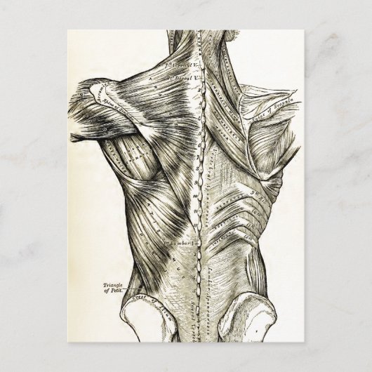 Human Anatomy Art Back Muscles (1890) Briefkaart (Voorkant)