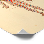 Human Anatomy Heart Arteries Print (Hoek)