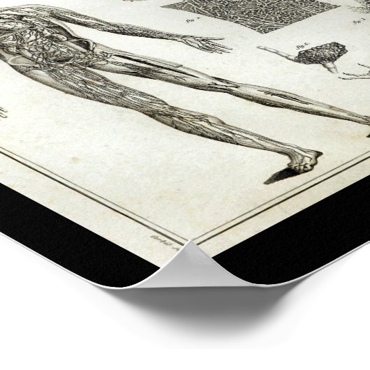 Human Arteries Anatomy  Print (Hoek)