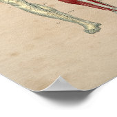 Human Arteries Heart Anatomy 1841 Print (Hoek)