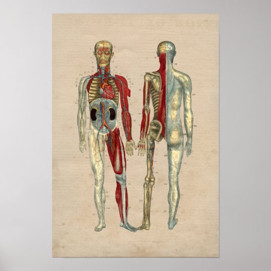 Human Arteries Heart Anatomy 1841 Print (Voorkant)