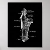 Human Back Anatomy in Black and White Print (Voorkant)