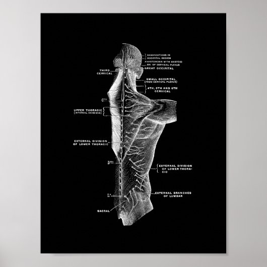 Human Back Anatomy in Black and White Print (Voorkant)