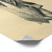 Human Back Muscle Anatomy 1902  Print (Hoek)