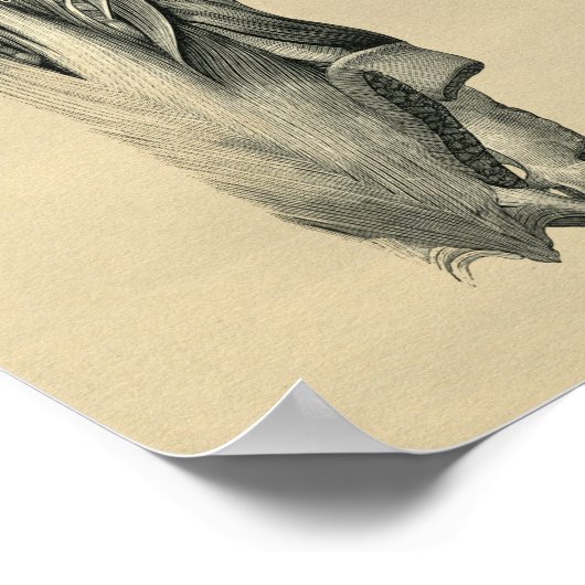 Human Back Muscle Anatomy 1902  Print (Hoek)