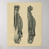 Human Back Muscle Anatomy 1902  Print (Voorkant)
