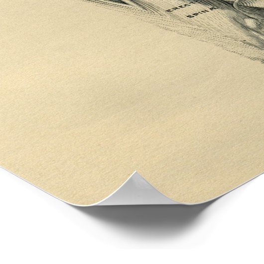 Human Back Muscles Anatomy 1902  Print (Hoek)