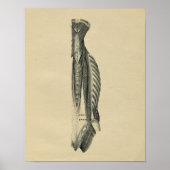 Human Back Muscles Anatomy 1902  Print (Voorkant)