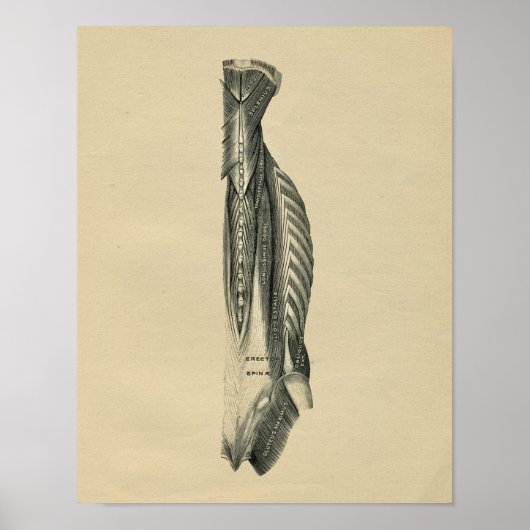 Human Back Muscles Anatomy 1902  Print (Voorkant)