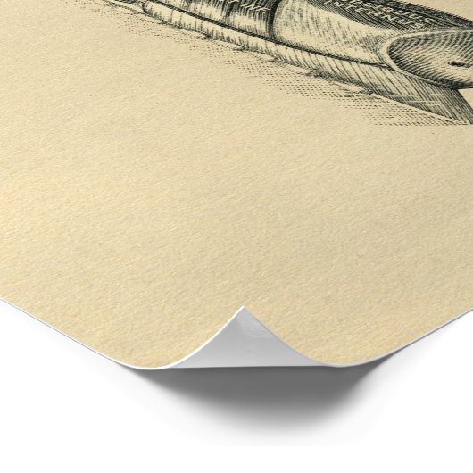 Human Back Muscles Anatomy 1902 Print (Hoek)