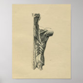 Human Back Muscles Anatomy 1902  Print (Voorkant)
