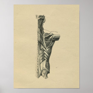 Human Back Muscles Anatomy 1902  Print