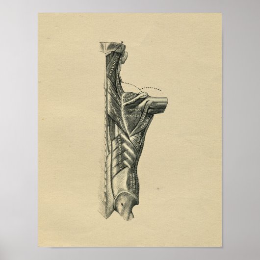 Human Back Muscles Anatomy 1902  Print (Voorkant)