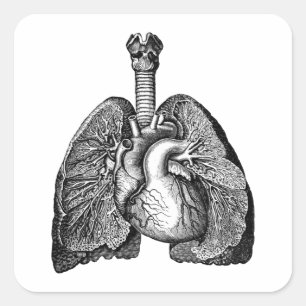 Human Biology Anatomy Heart Lungs Science Art Vierkante Sticker
