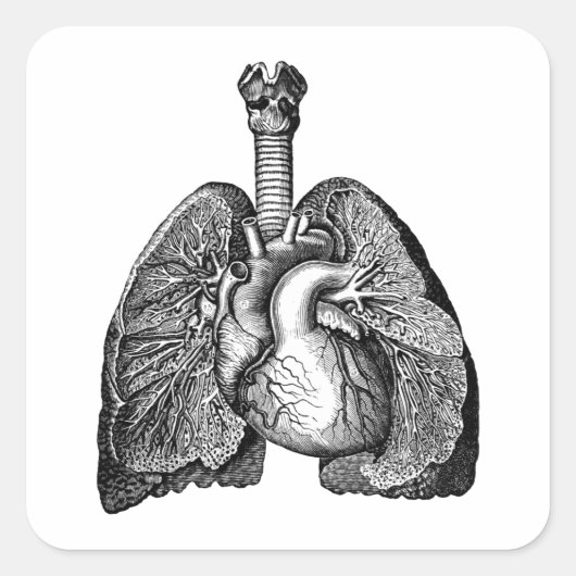 Human Biology Anatomy Heart Lungs Science Art Vierkante Sticker (Voorkant)