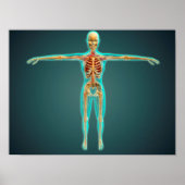 Human Body Showing Skeletal System, Arteries 1 Poster (Voorkant)