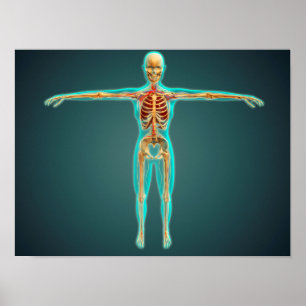 Human Body Showing Skeletal System, Arteries 1 Poster