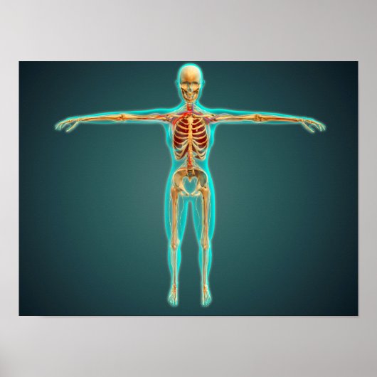 Human Body Showing Skeletal System, Arteries 1 Poster (Voorkant)
