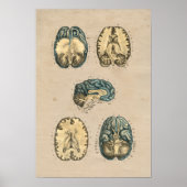 Human Brain Anatomy 1841 Print (Voorkant)