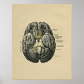 Human Brain Anatomy 1902  Print (Voorkant)