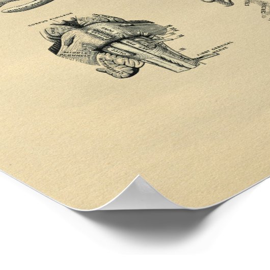 Human Brain Anatomy 1902  Print (Hoek)