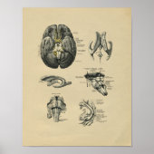Human Brain Anatomy 1902  Print (Voorkant)