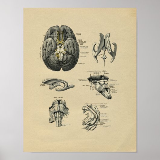 Human Brain Anatomy 1902  Print (Voorkant)