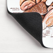 Human Brain Anatomy Medical Diagram Novelty Muismat (Hoek)