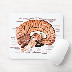 Human Brain Anatomy Medical Diagram Novelty Muismat