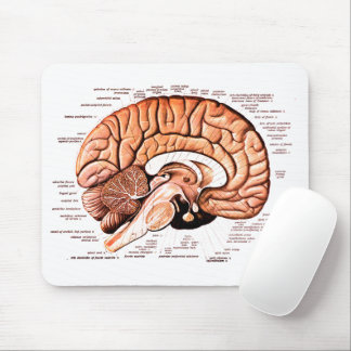 Human Brain Anatomy Medical Diagram Novelty Muismat
