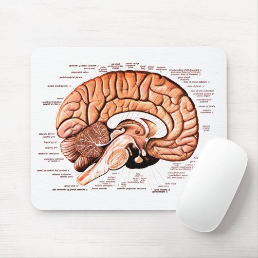 Human Brain Anatomy Medical Diagram Novelty Muismat (Met muis)