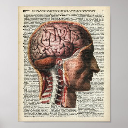 Human Brain Anatomy Poster (Voorkant)