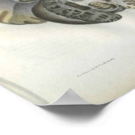 Human Brain  Anatomy Print (Hoek)