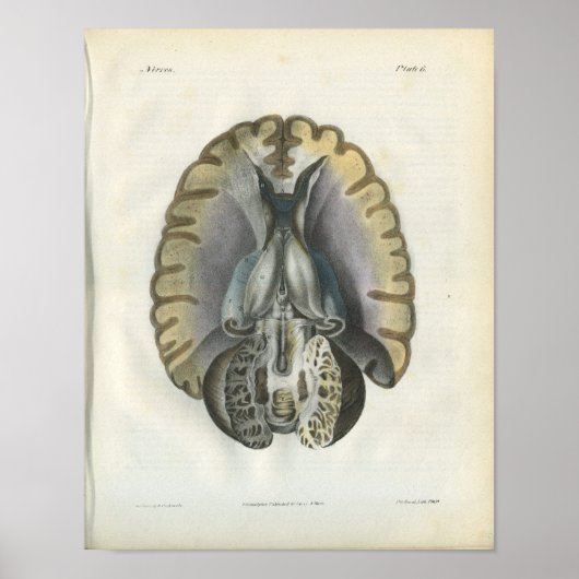 Human Brain  Anatomy Print (Voorkant)