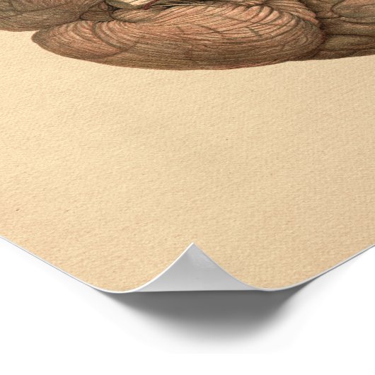 Human Brain Anatomy  Print (Hoek)