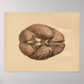 Human Brain Anatomy  Print (Voorkant)