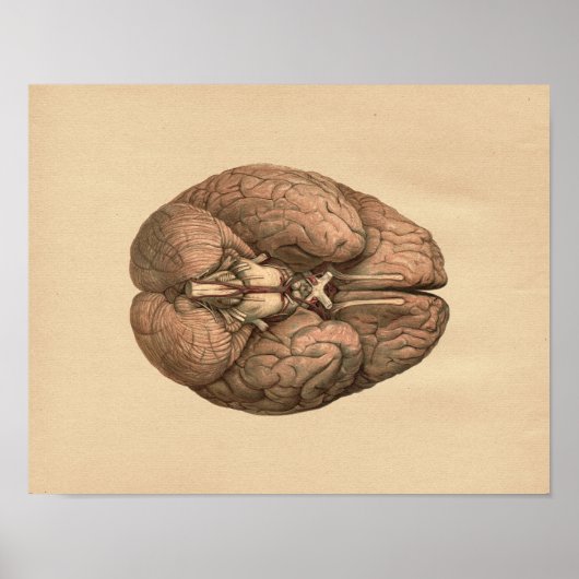 Human Brain Anatomy  Print (Voorkant)