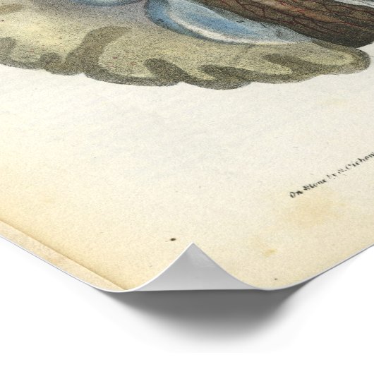 Human Brain Anatomy Print (Hoek)