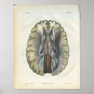 Human Brain  Anatomy Print