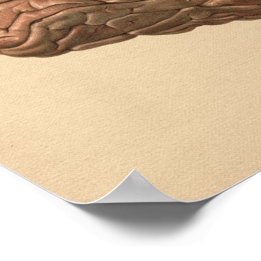 Human Brain Anatomy  Print (Hoek)