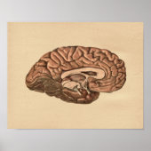 Human Brain Anatomy  Print (Voorkant)