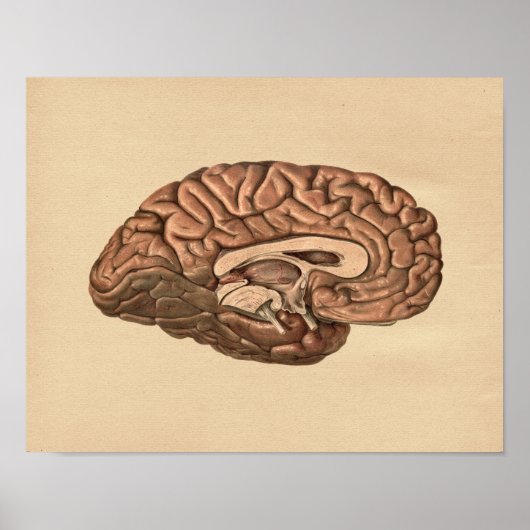 Human Brain Anatomy  Print (Voorkant)