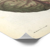 Human Brain  Anatomy Print (Hoek)